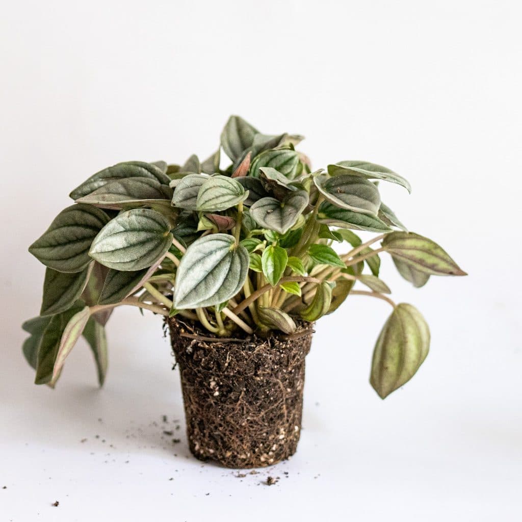 Peperomia Milano Mini (Peperomia caperata Milano)